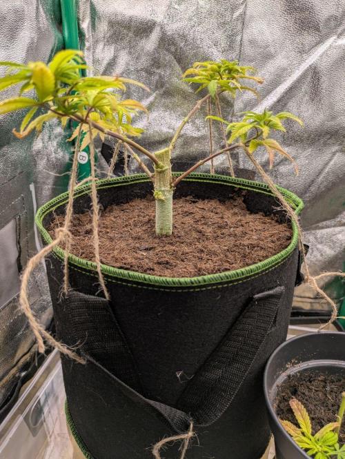 1st Grow, small DIY self-watering setup. Week 1 - This is right after topping.