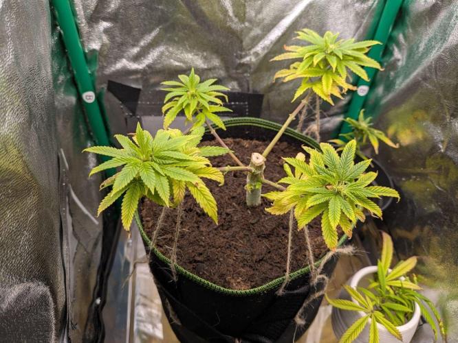 1st Grow, small DIY self-watering setup. Week 1 - 3 days later, nutrients start acting and the leaves are getting lush.