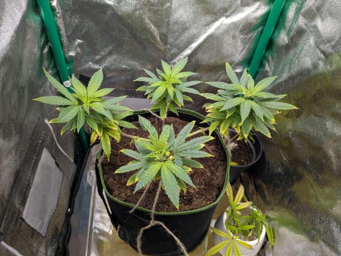 White Truffle - My First Grow. Week 2 - The plant on Feb 15