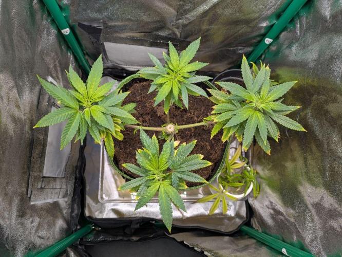 White Truffle - My First Grow. Week 2 - Slight size differences between upper and lower branches