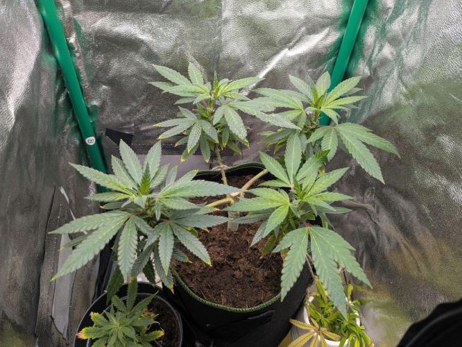 White Truffle - My First Grow. Week 3 - The leaves are becoming nice and dark