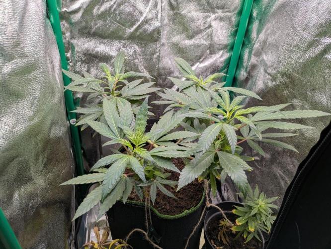 White Truffle - My First Grow. Week 4