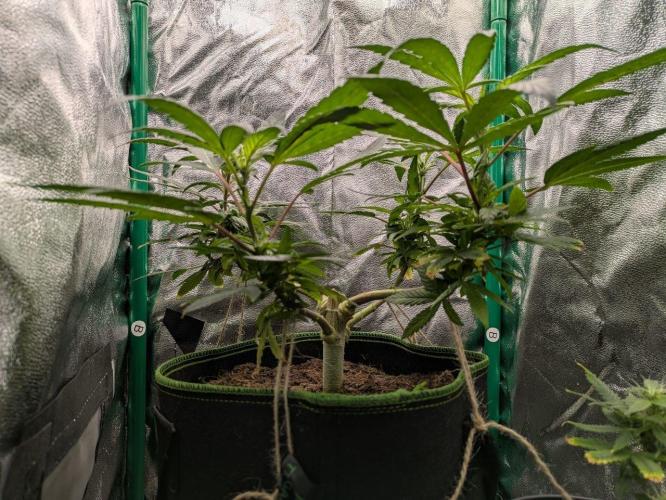 White Truffle - My First Grow. Week 4 - slight height differences