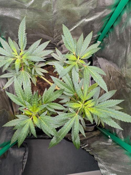 White Truffle - My First Grow. Week 4 - The foliage covers the cross section 