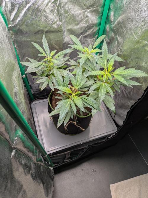 White Truffle - My First Grow. Week 4 - New eurocrate water reservoir is super clean.