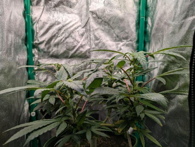 White Truffle - My First Grow. Week 5 - Somewhat even canopy, but the plant has a fave