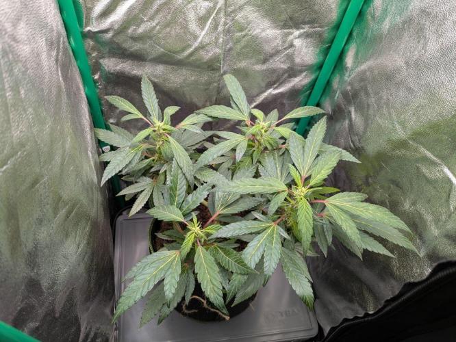 White Truffle - My First Grow. Week 5 - Several malformed leaves