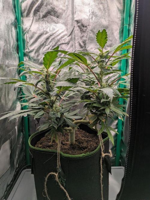 White Truffle - My First Grow. Week 6 - the favourite is clearly visible