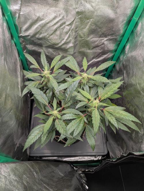 White Truffle - My First Grow. Week 6 - Lush and dark green. No sign of N excess or deficiency
