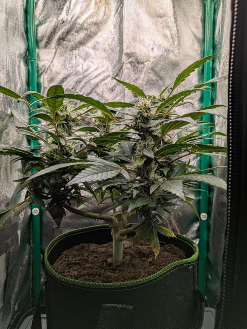 White Truffle - My First Grow. Week 7 - side view after slight defoliation