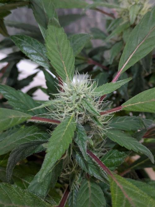 White Truffle - My First Grow. Week 7 - the flowers are developing nicely