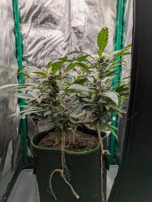 White Truffle - My First Grow. Week 7 - side view before slight defoliation