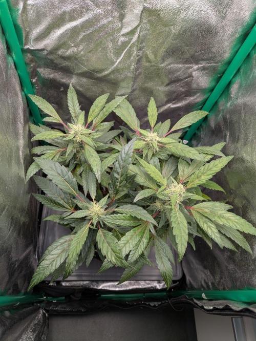 White Truffle - My First Grow. Week 7 - Lush green leaves, and red leaf stalks