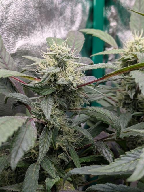 White Truffle - My First Grow. Week 8 - bud