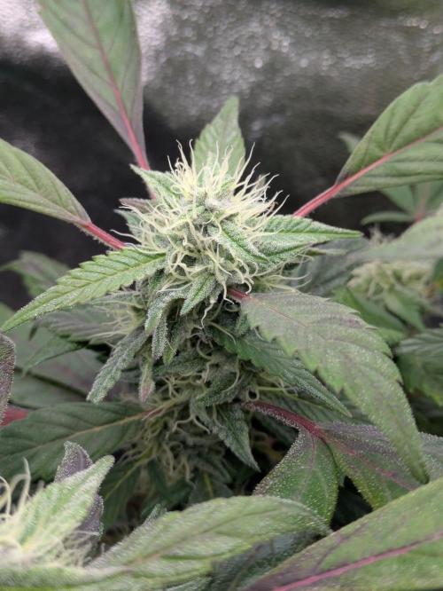 White Truffle - My First Grow. Week 8 - bud 
