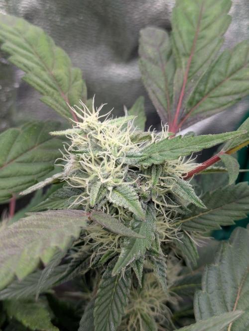 White Truffle - My First Grow. Week 8 - bud