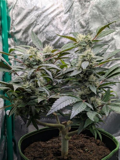 White Truffle - My First Grow. Week 8 - plant from the side