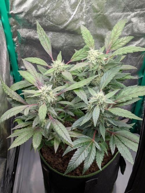 White Truffle - My First Grow. Week 8 - plant from above