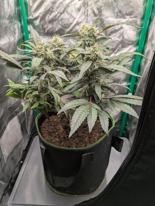 White Truffle - My First Grow. Week 9