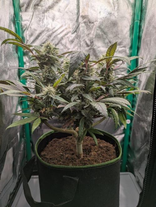 White Truffle - My First Grow. Week 9