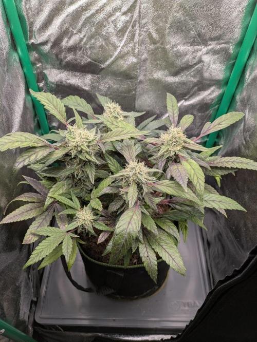White Truffle - My First Grow. Week 9