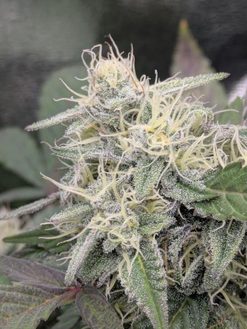 White Truffle - My First Grow. Week 10 - many, large trichomes