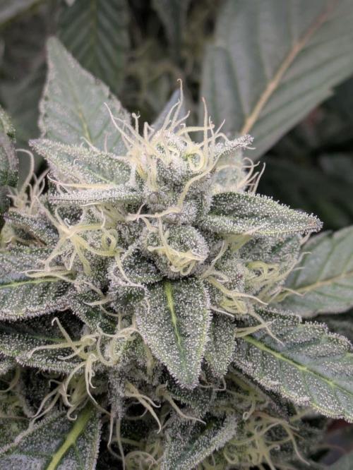 White Truffle - My First Grow. Week 10