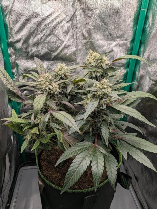 White Truffle - My First Grow. Week 10