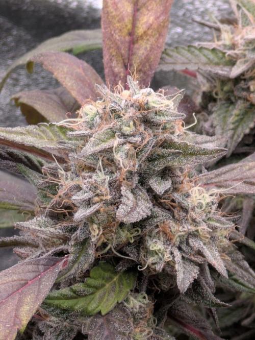 White Truffle - My First Grow. Week 13 - slightly blurry but good trichomes