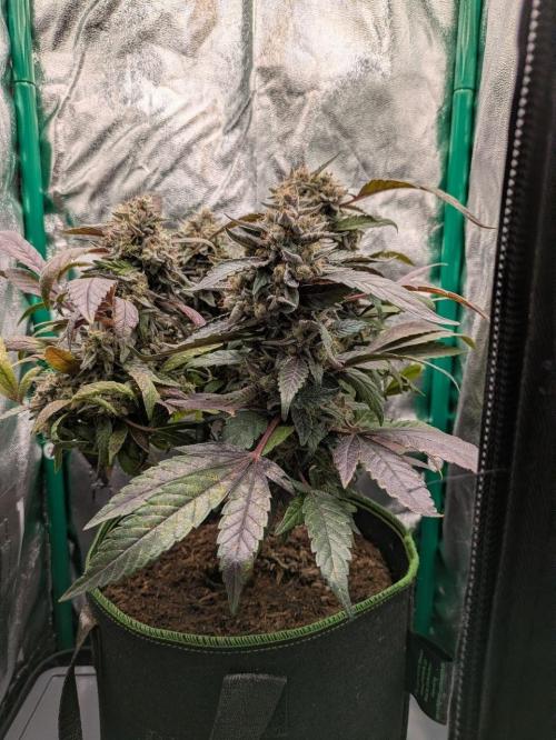 White Truffle - My First Grow. Week 13