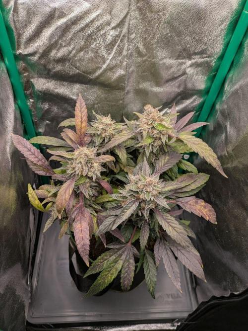 White Truffle - My First Grow. Week 13 - quite a lot of purpling