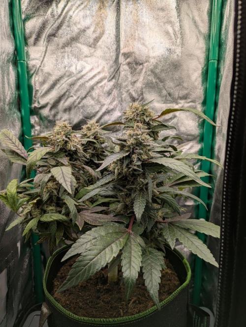 White Truffle - My First Grow. Week 11