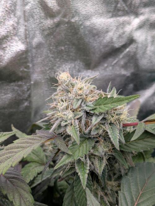 White Truffle - My First Grow. Week 11