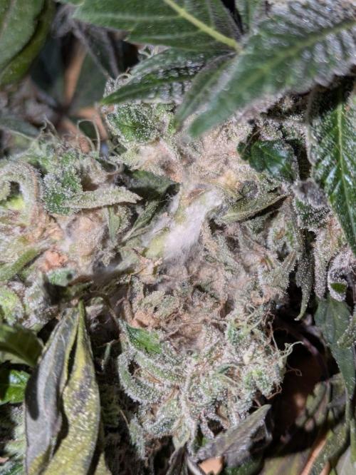 White Truffle - My First Grow. Week 15 - The rot. What more can I say