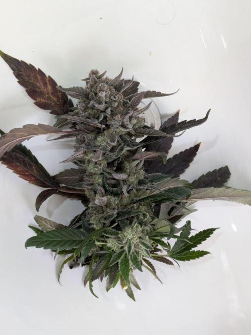 White Truffle - My First Grow. Week 15