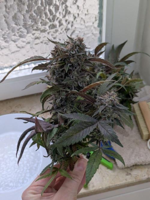 White Truffle - My First Grow. Week 15