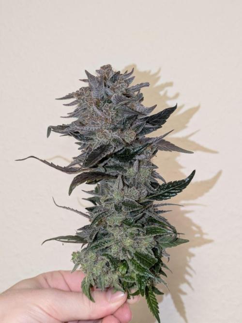 White Truffle - My First Grow. Week 15 - iced up!