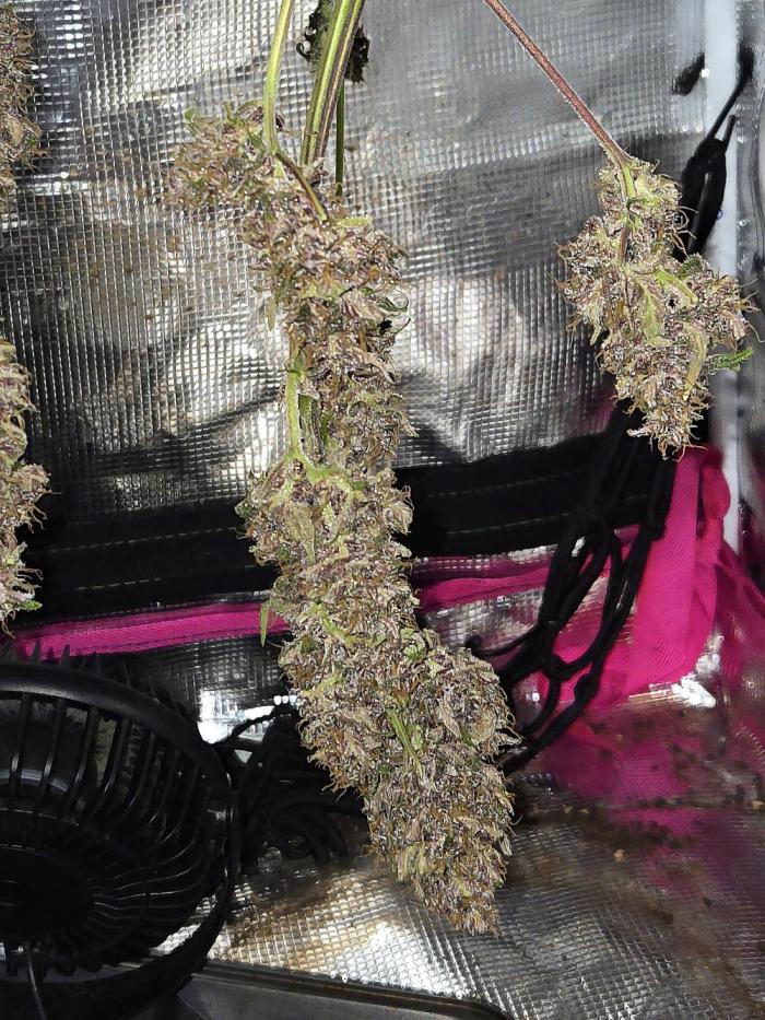 Lemon Cherry Cookies Auto. Week 11