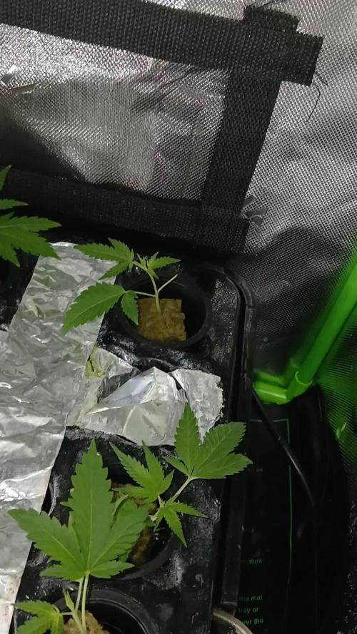 Hydro Unlimited Grow2
