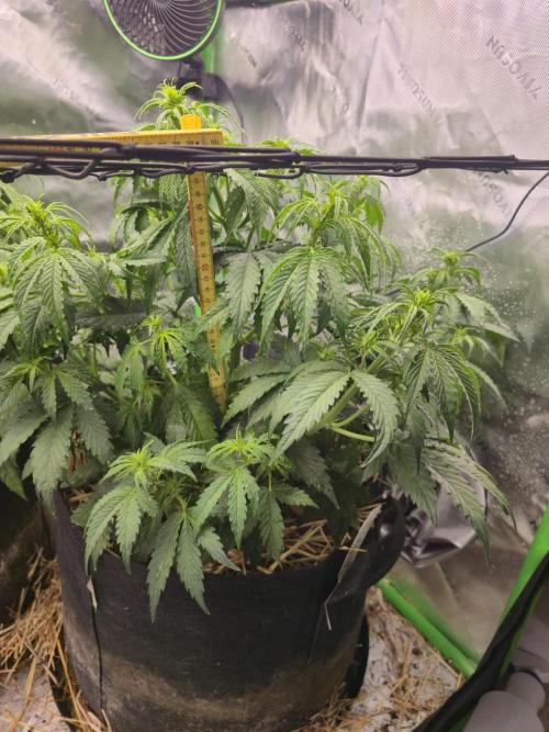 3x3 VS4000 Fastbuds Gorilla autos. Week 5 - Gorilla cookies 35 days from sowing.