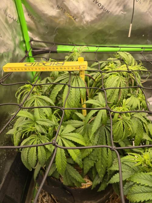 3x3 VS4000 Fastbuds Gorilla autos. Week 5 - Strawberry gorilla 35 days from sowing.