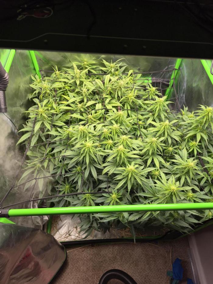 3x3 VS4000 Fastbuds Gorilla autos. Week 6 - Flowering stretch, filling out the 3x3 nicely