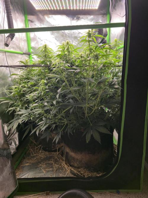 3x3 VS4000 Fastbuds Gorilla autos. Week 7 - About a 16 inch depth of canopy. Temporary trellis.