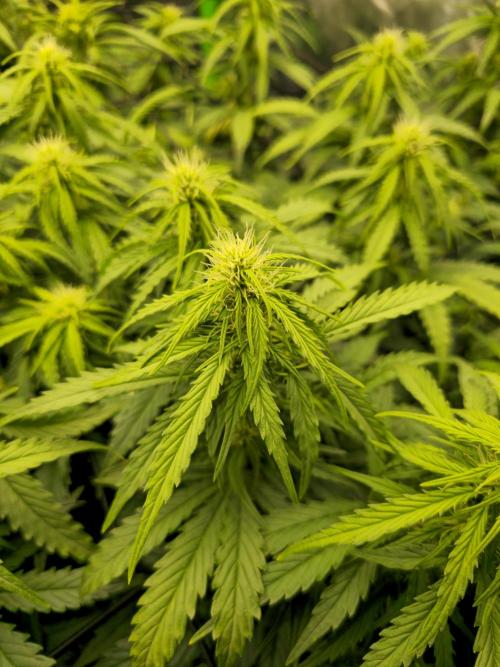 3x3 VS4000 Fastbuds Gorilla autos. Week 7 - Gorilla cookies "main cola"