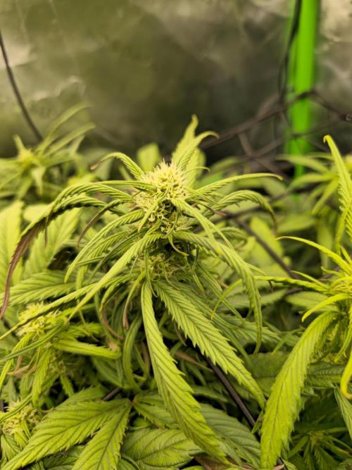 3x3 VS4000 Fastbuds Gorilla autos. Week 7 - Strawberry Gorilla "main cola"