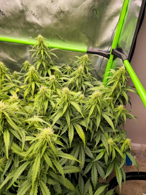 3x3 VS4000 Fastbuds Gorilla autos. Week 7 - Gorilla cookies 