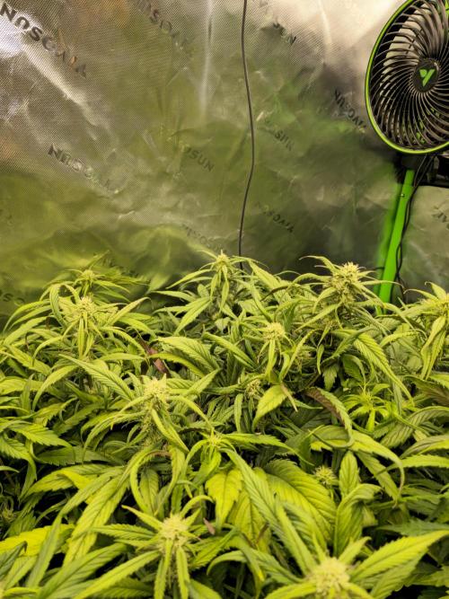 3x3 VS4000 Fastbuds Gorilla autos. Week 7 - Strawberry Gorilla 