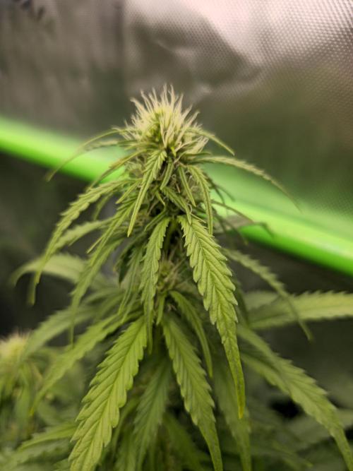 3x3 VS4000 Fastbuds Gorilla autos. Week 7 - Gorilla cookies "main cola"