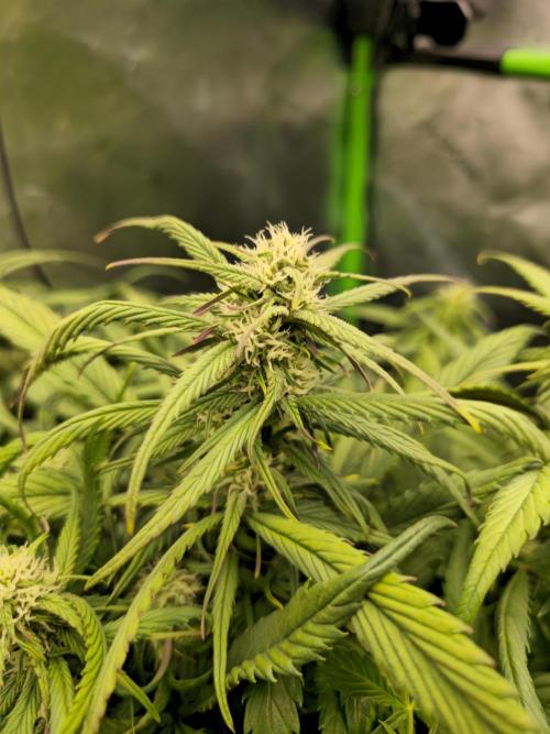 3x3 VS4000 Fastbuds Gorilla autos. Week 7 - Strawberry gorilla "main cola"