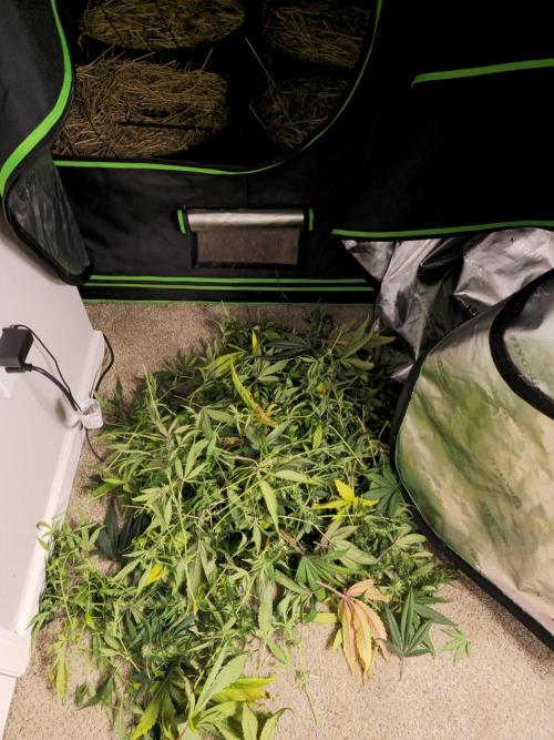 3x3 VS4000 Fastbuds Gorilla autos. Week 8 - Defoliation 